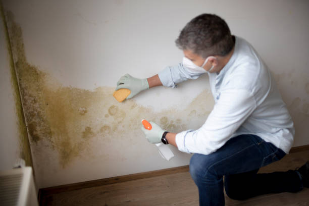  Ojus, FL Mold Removal Pros